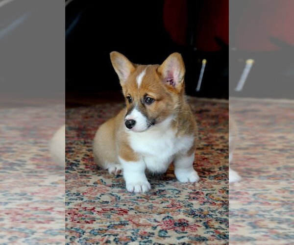 Medium Photo #5 Pembroke Welsh Corgi Puppy For Sale in FAIR GROVE, MO, USA