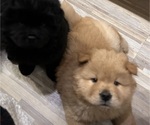 Small Photo #3 Chow Chow Puppy For Sale in CICERO, IL, USA