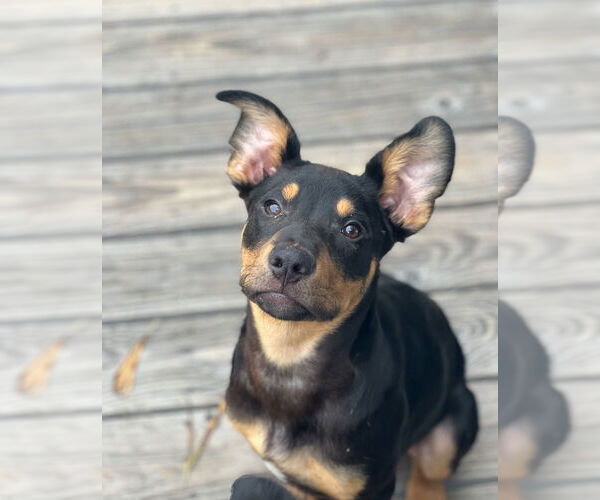 Medium Photo #8 American Pit Bull Terrier-Unknown Mix Puppy For Sale in Dana Point, CA, USA