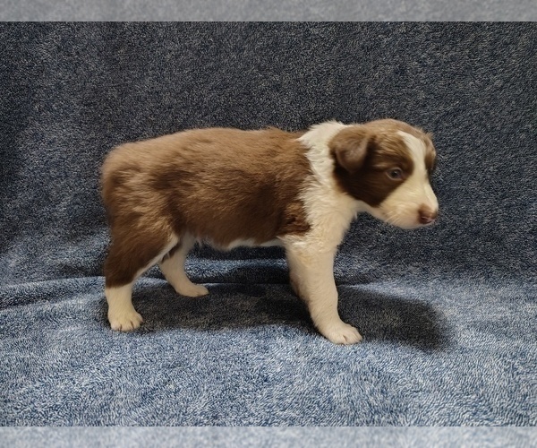 Medium Photo #3 Border Collie Puppy For Sale in NORBORNE, MO, USA