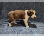 Small #2 Border Collie
