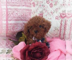 Cavapoo Puppy for sale in THORP, WI, USA