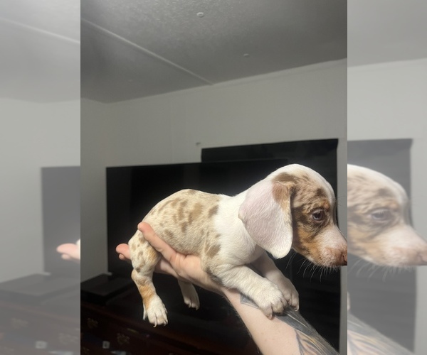 Medium Photo #10 Dachshund Puppy For Sale in ROCK HILL, SC, USA