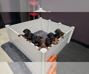 Doberman Pinscher Litter for sale in ALEXANDRIA, VA, USA