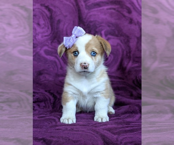 Medium Photo #4 Pembroke Welsh Corgi Puppy For Sale in GLEN ROCK, PA, USA