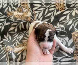 Poodle (Standard) Puppy for sale in ANDOVER, SD, USA