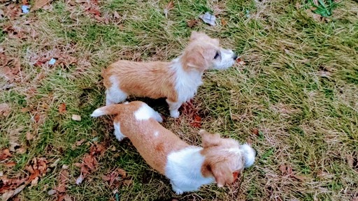 Medium Photo #24 Jack Russell Terrier Puppy For Sale in AIKEN, SC, USA