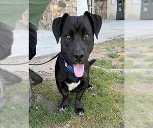 Labrador Retriever-Unknown Mix Dogs for adoption in Riverside, CA, USA