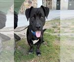 Small Labrador Retriever Mix