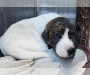 American Staffordshire Terrier-Unknown Mix Dogs for adoption in San Antonio, TX, USA