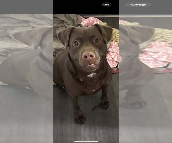 Medium Photo #5 - Mix Puppy For Sale in Jackson Township, NJ, USA