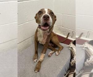 Labrador Retriever Dogs for adoption in Rosenberg, TX, USA