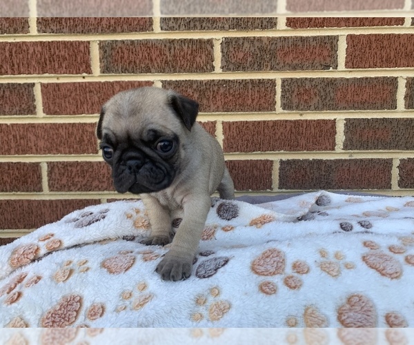 Medium Photo #3 Pug Puppy For Sale in CHATTANOOGA, TN, USA