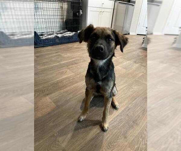 Medium Photo #1 German Shepherd Dog-Unknown Mix Puppy For Sale in San Antonio, TX, USA