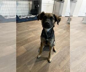 German Shepherd Dog-Unknown Mix Dogs for adoption in San Antonio, TX, USA