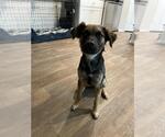 Small German Shepherd Dog Mix