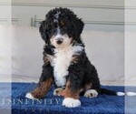 Small #3 Bernedoodle (Miniature)