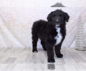 Collie-Poodle (Miniature) Mix Puppy for sale in MARIETTA, GA, USA