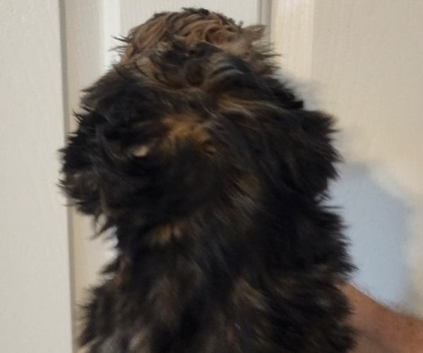 Medium Photo #2 Shih Tzu Puppy For Sale in WESLEY CHAPEL, FL, USA
