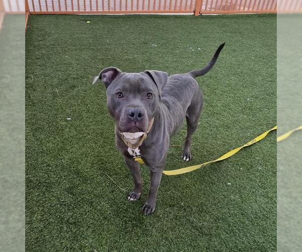 Medium Photo #2 Mutt Puppy For Sale in Las Vegas, NV, USA