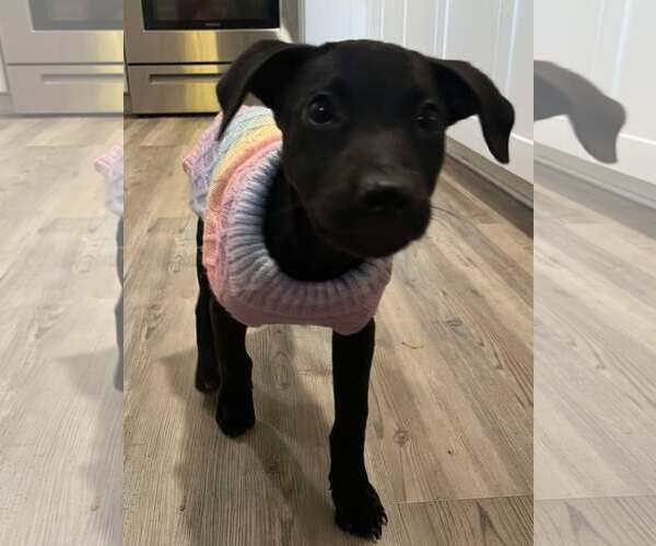 Medium Photo #4 Labrador Retriever-Unknown Mix Puppy For Sale in Spring Lake, NC, USA
