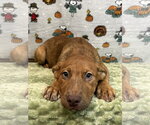 Small Photo #2 American Pit Bull Terrier-Australian Shepherd Mix Puppy For Sale in Wetumpka, AL, USA