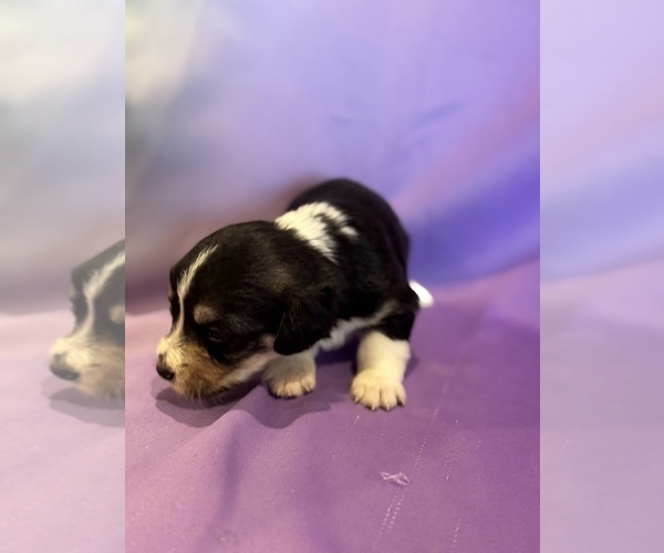 Medium Photo #10 Corgipoo Puppy For Sale in LONGMONT, CO, USA