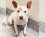 COTTON CANDY - Female American Bulldog Dog for Adoption - Small photo