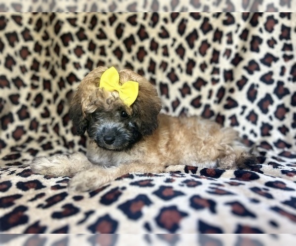 Medium Photo #7 Cavapoo Puppy For Sale in LAKELAND, FL, USA