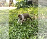 Small #5 Boston Terrier