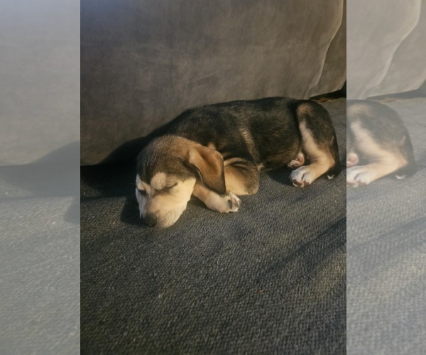 Medium Photo #1 Huskies -Labrador Retriever Mix Puppy For Sale in Mechanicsburg, PA, USA