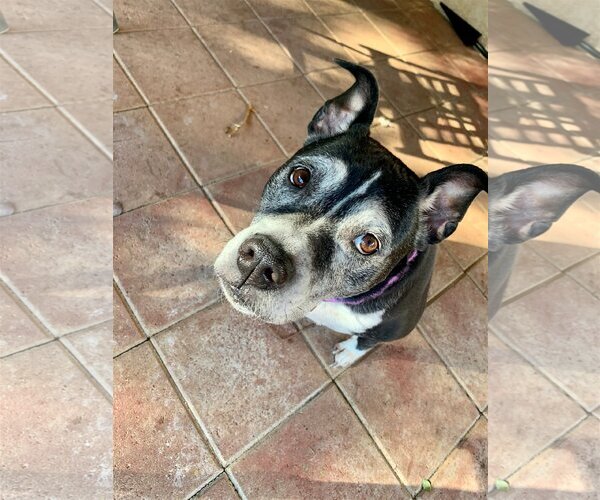 Medium Photo #2 Boxer-Unknown Mix Puppy For Sale in Dana Point, CA, USA
