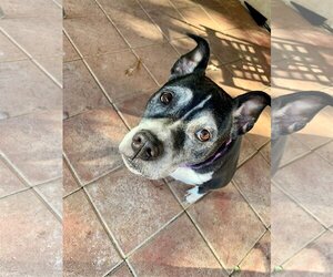 Marni - Female Boxer-Unknown Mix Dog for Adoption - Photo #2