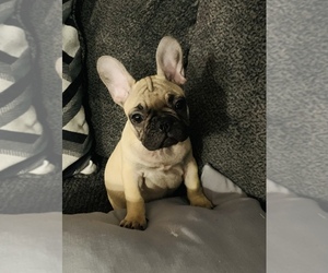 French Bulldog Puppy for sale in BOSTON, MA, USA