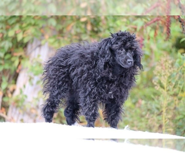 Medium Photo #10 Poodle (Toy) Puppy For Sale in DYERSBURG, TN, USA