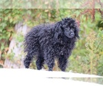Small #9 Poodle (Toy)