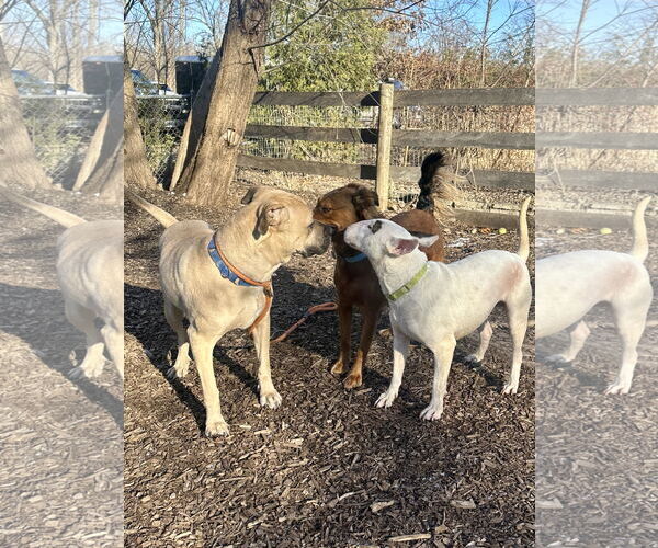 Medium Photo #5 Mastiff-Unknown Mix Puppy For Sale in Crete, IL, USA