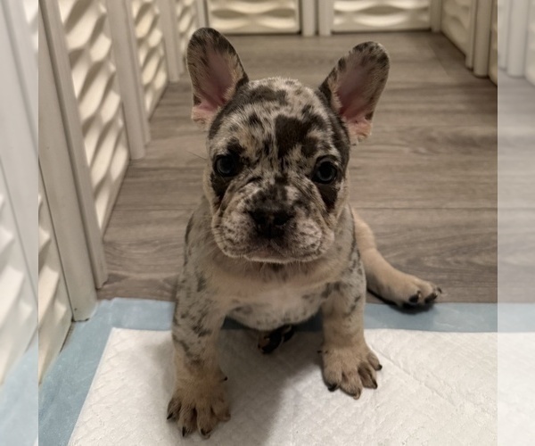 Medium Photo #9 French Bulldog Puppy For Sale in BURLINGAME, CA, USA