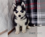 Small Siberian Husky