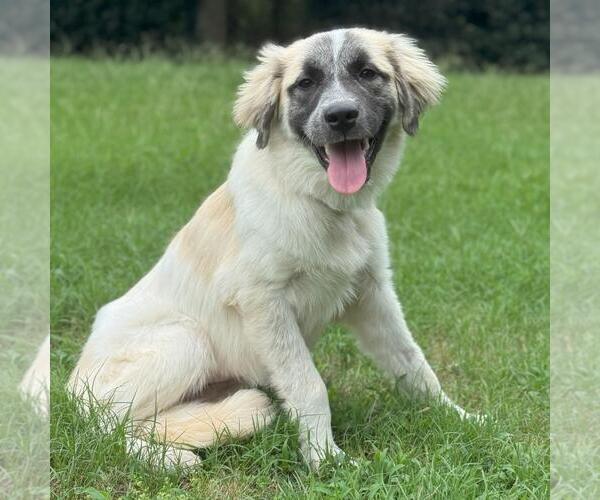 Medium Photo #3 Anatolian Shepherd-Unknown Mix Puppy For Sale in Yardley, PA, USA
