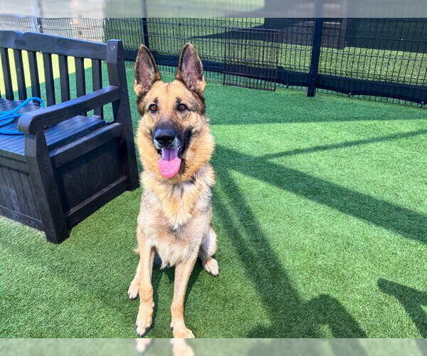 Medium Photo #4 German Shepherd Dog Puppy For Sale in Orange, CA, USA