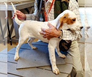 English Setter Puppy for sale in CALLAWAY, VA, USA
