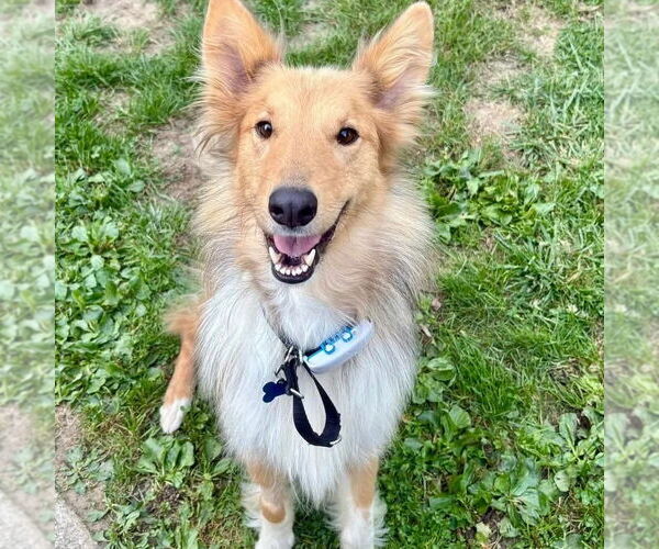Medium Photo #2 Collie Puppy For Sale in Dublin, OH, USA