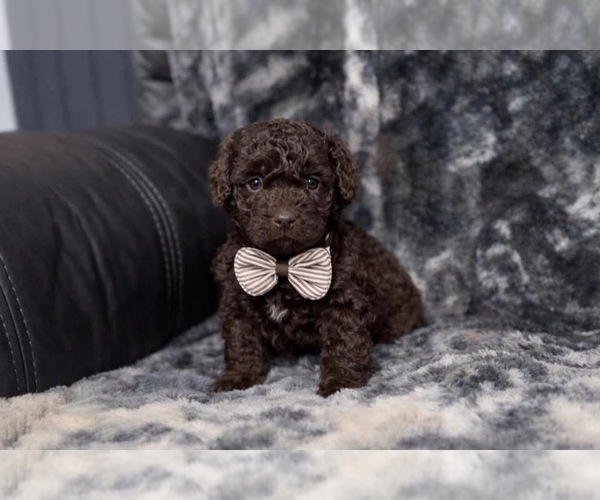 Medium Photo #1 Aussiedoodle Toy Puppy For Sale in CAMPBELLSVILLE, KY, USA