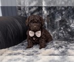 Small Aussiedoodle Toy