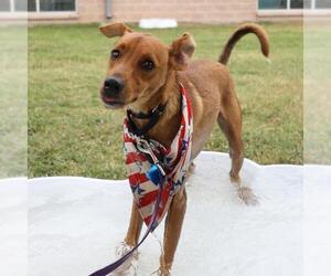 Mutt Dogs for adoption in San Antonio, TX, USA
