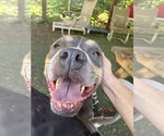 Small #2 American Pit Bull Terrier