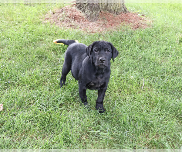Medium Photo #4 Labrador Retriever Puppy For Sale in SYRACUSE, IN, USA