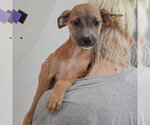 Small Photo #4 Italian Greyhound-Shih Tzu Mix Puppy For Sale in Huntley, IL, USA