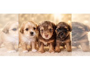 Morkie Puppy for sale in WITTMANN, AZ, USA